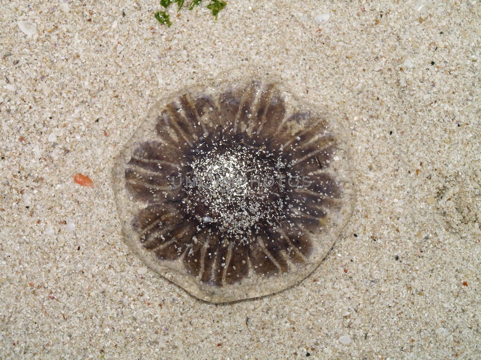 jelly fish by viviolsen