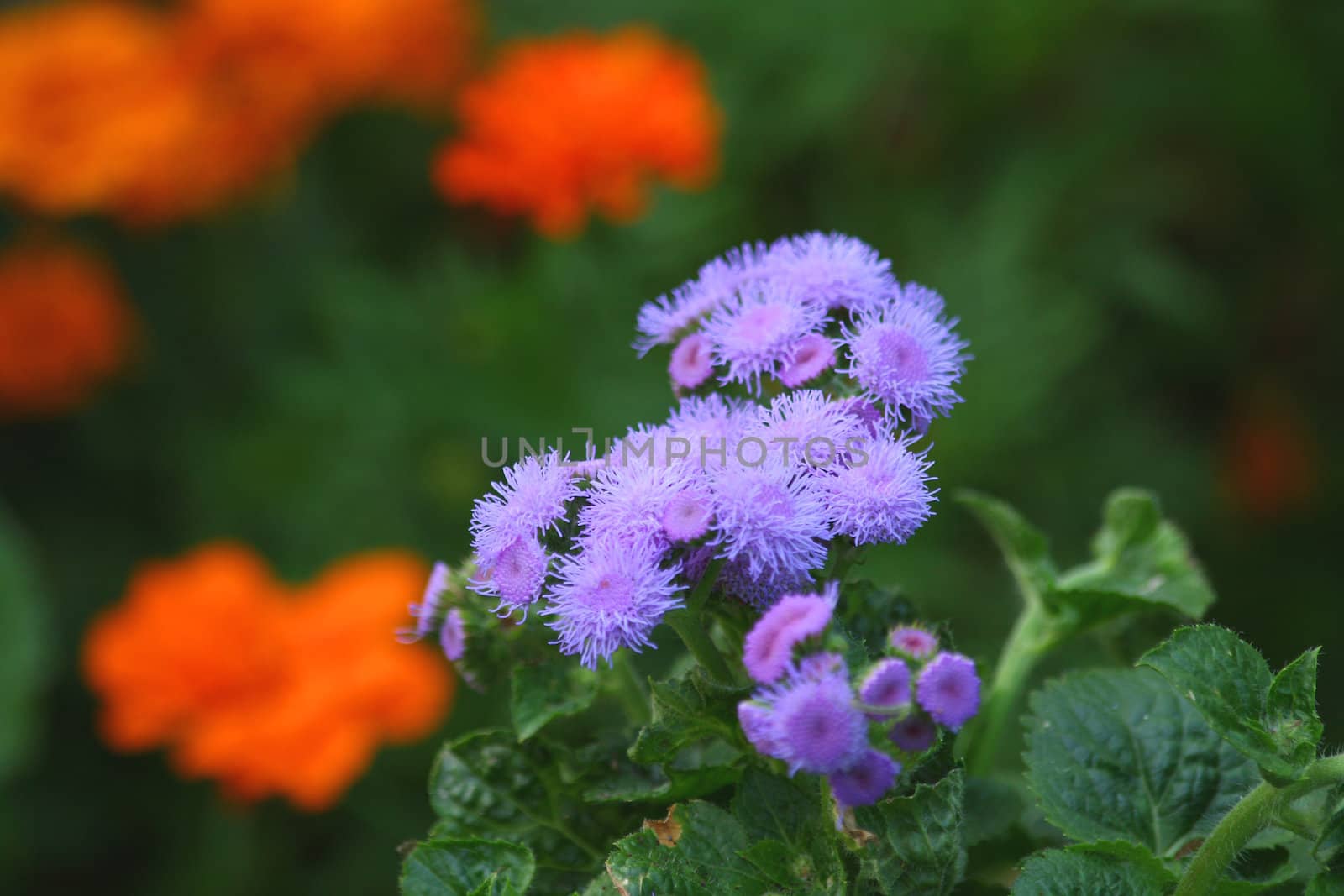 Close up of the blooming lilac ageratum.