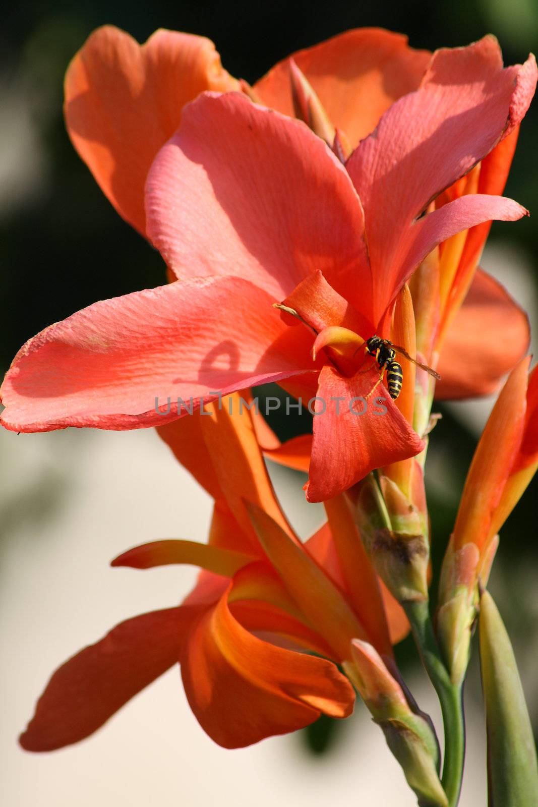 Close up of the bee pollinating red lily.