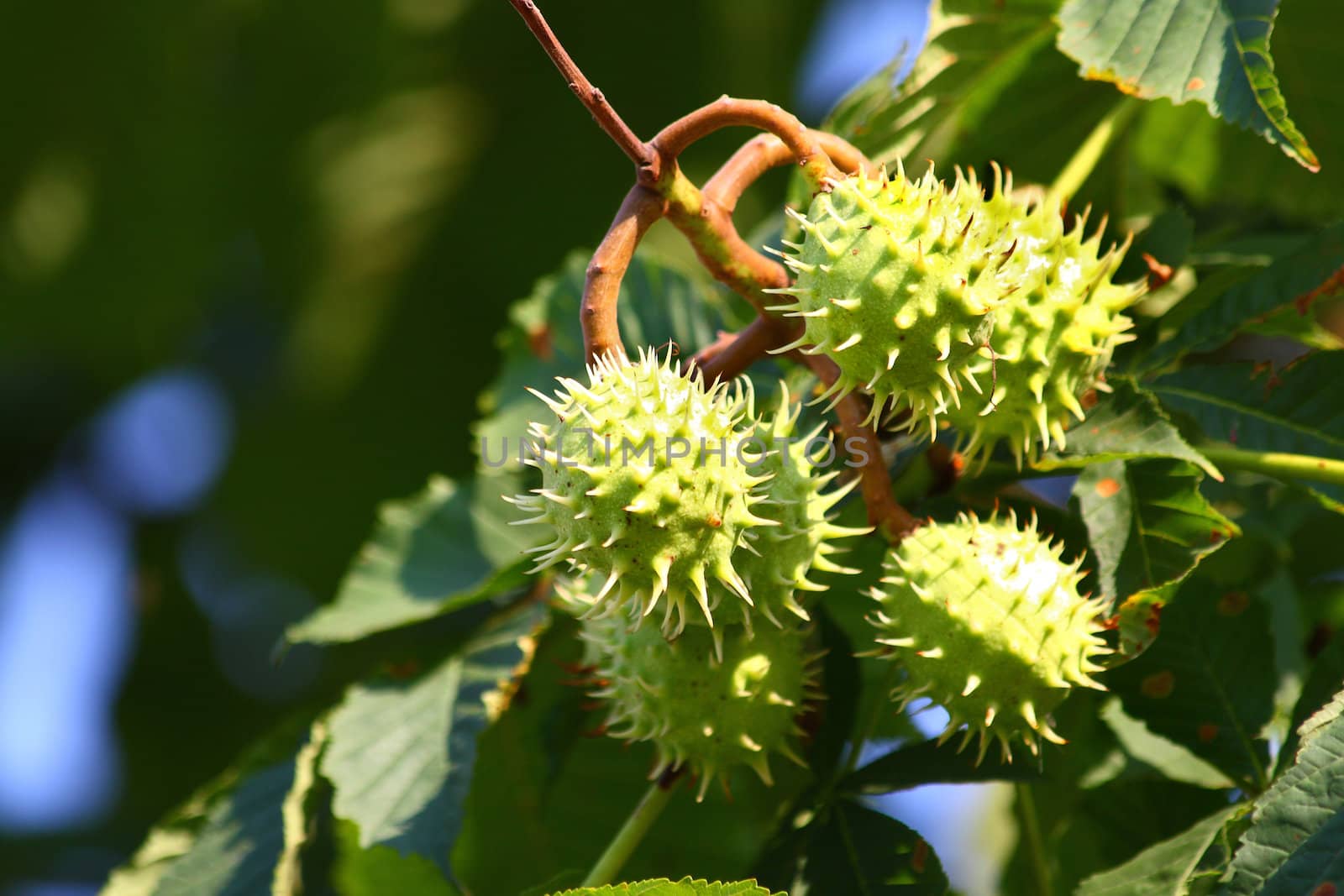 Chestnuts by Lessadar