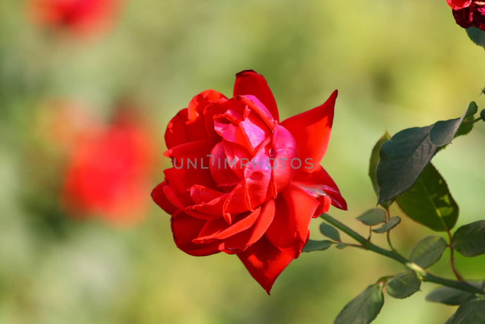 Close up of the scarlet colored rose