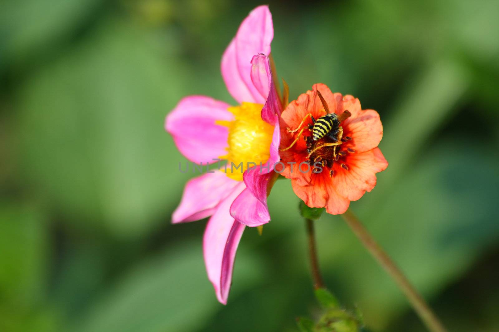 Close up of the honey be pollinating the flowers