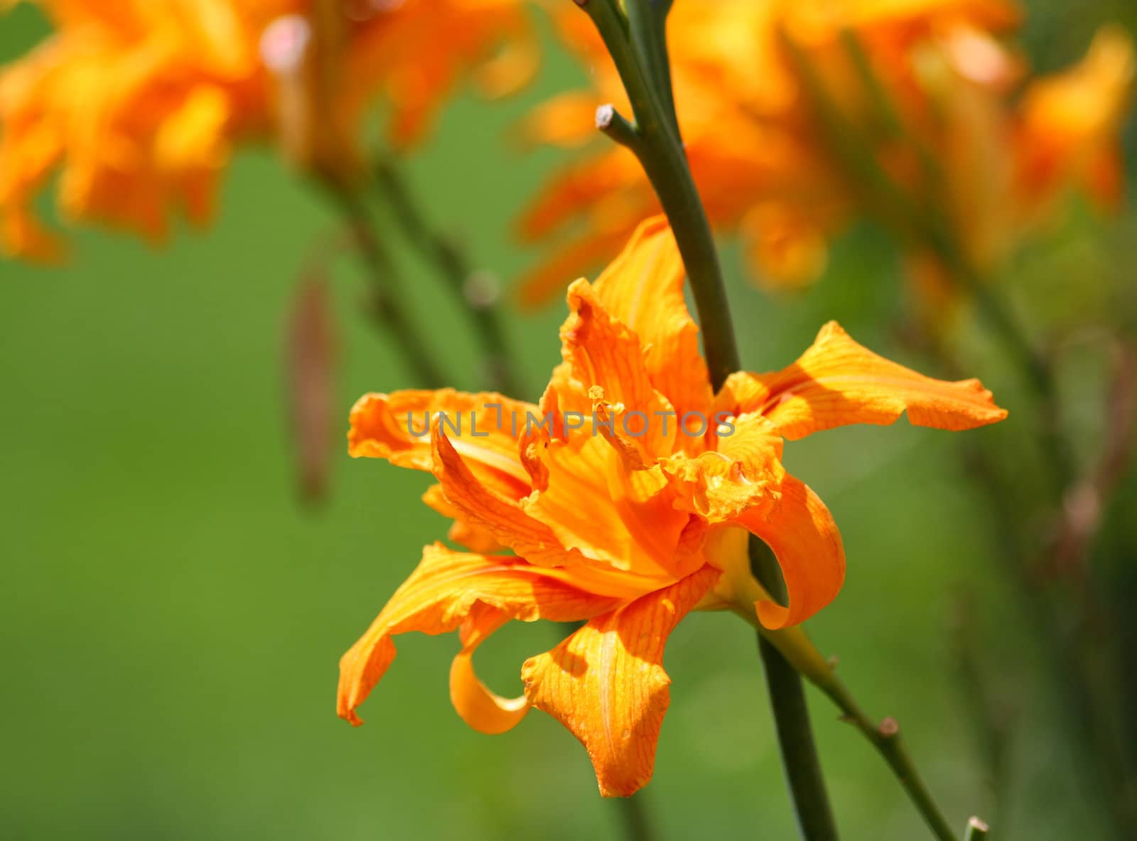 Close up of the red, orange and yellow colored lily