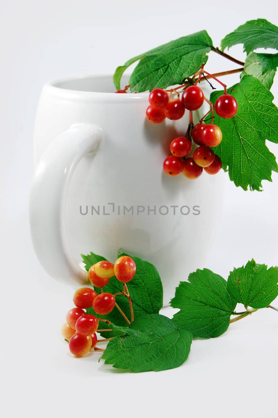 wild red berries in white cup