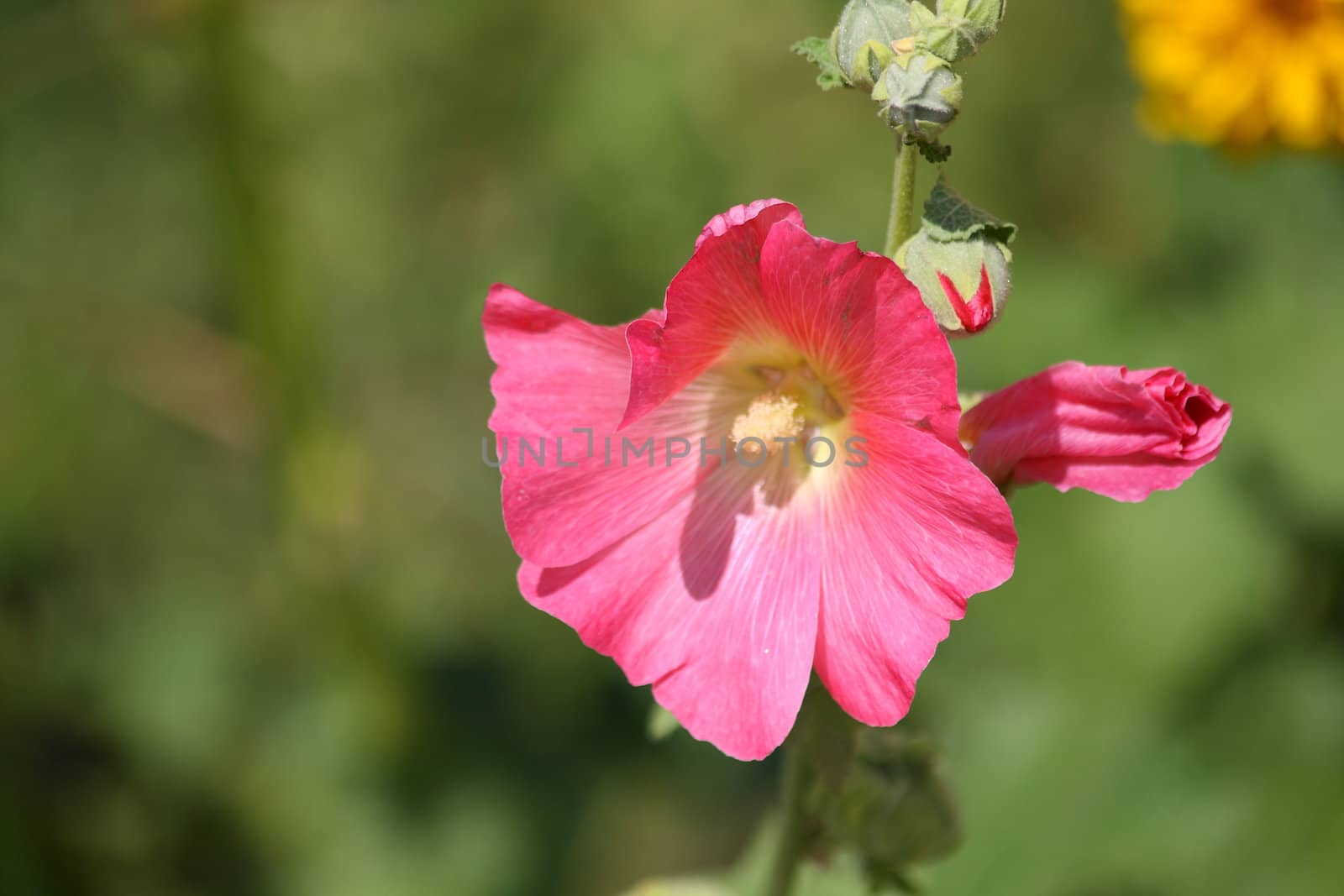 Close up of the pink malva blossom