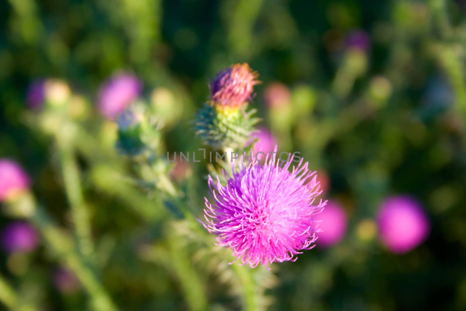 Bright flowers of a thistle. Shallow DOF, macro. Background