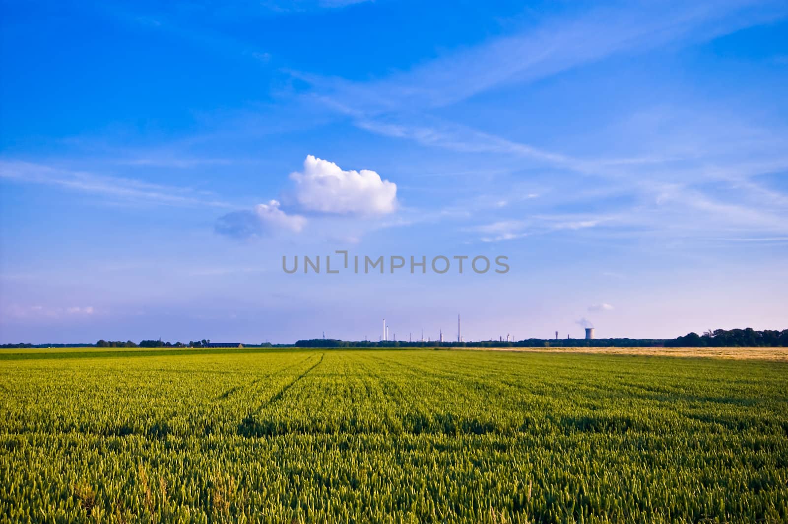 rural landscape with cereal almost ready for the harvest and blue sky in the back