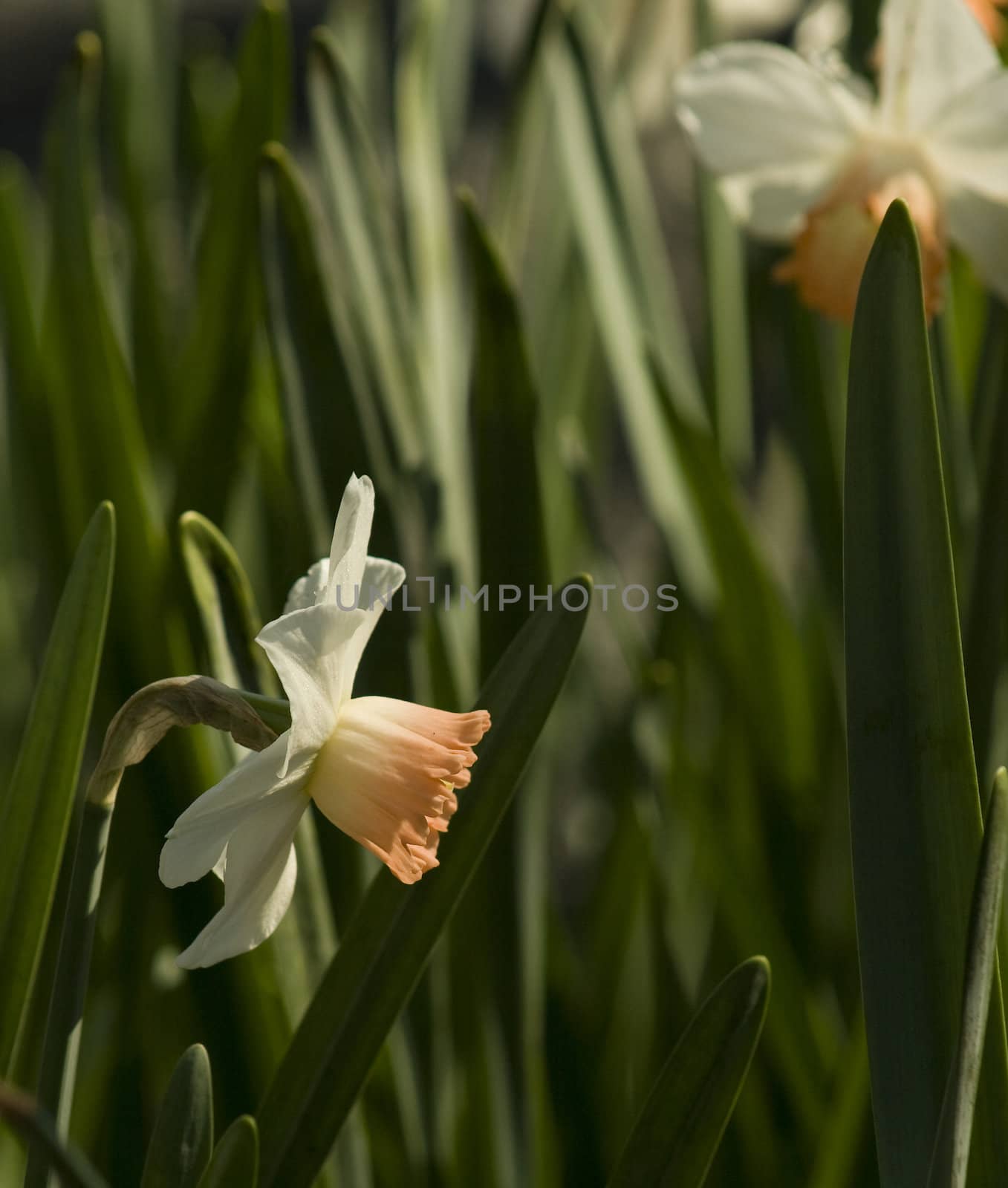 white and peach daffodils