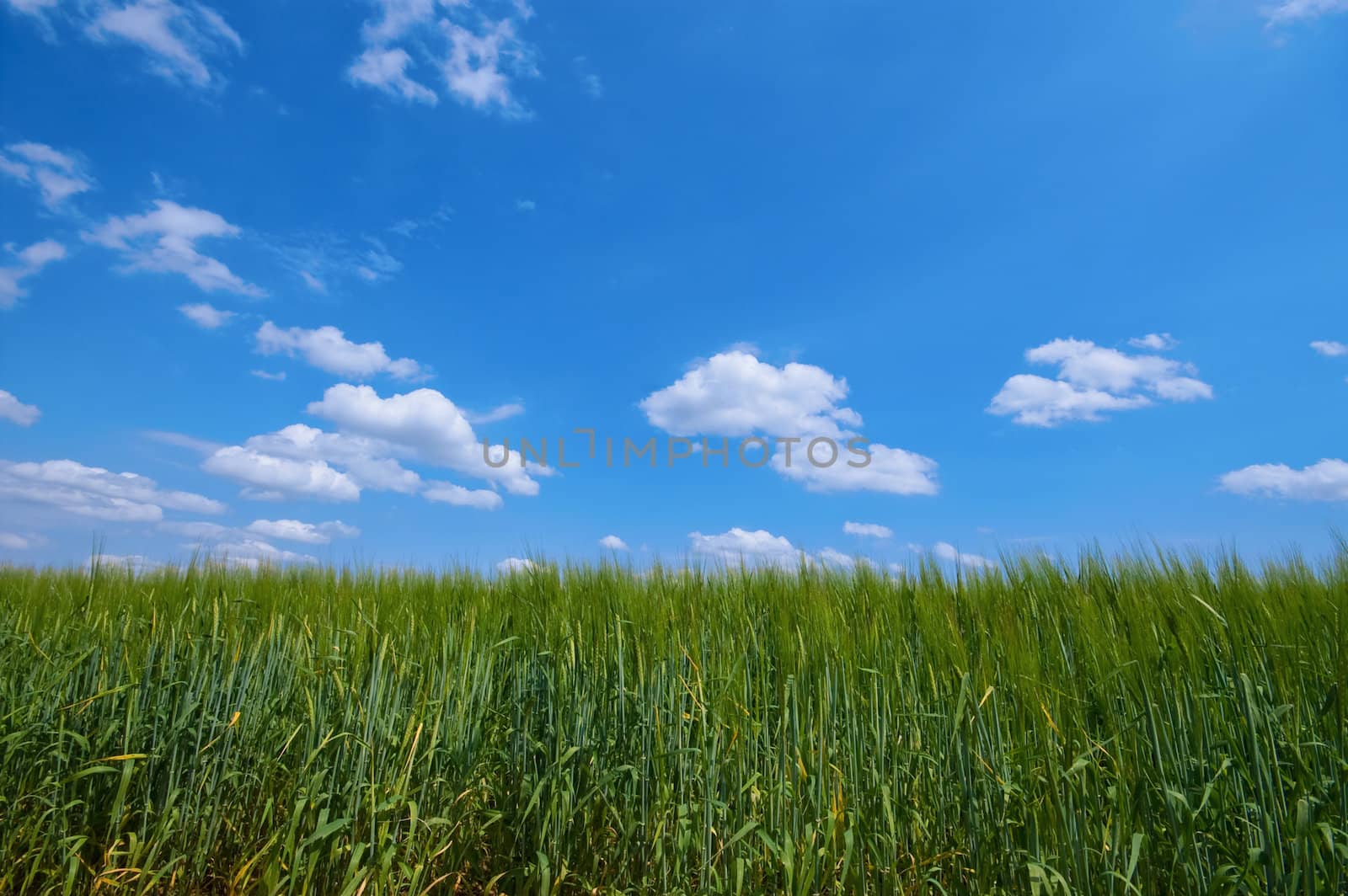 green cereal landscape against blue sky 