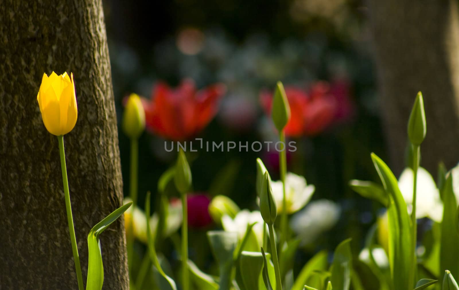 yellow tulip with colorful flowers in background
