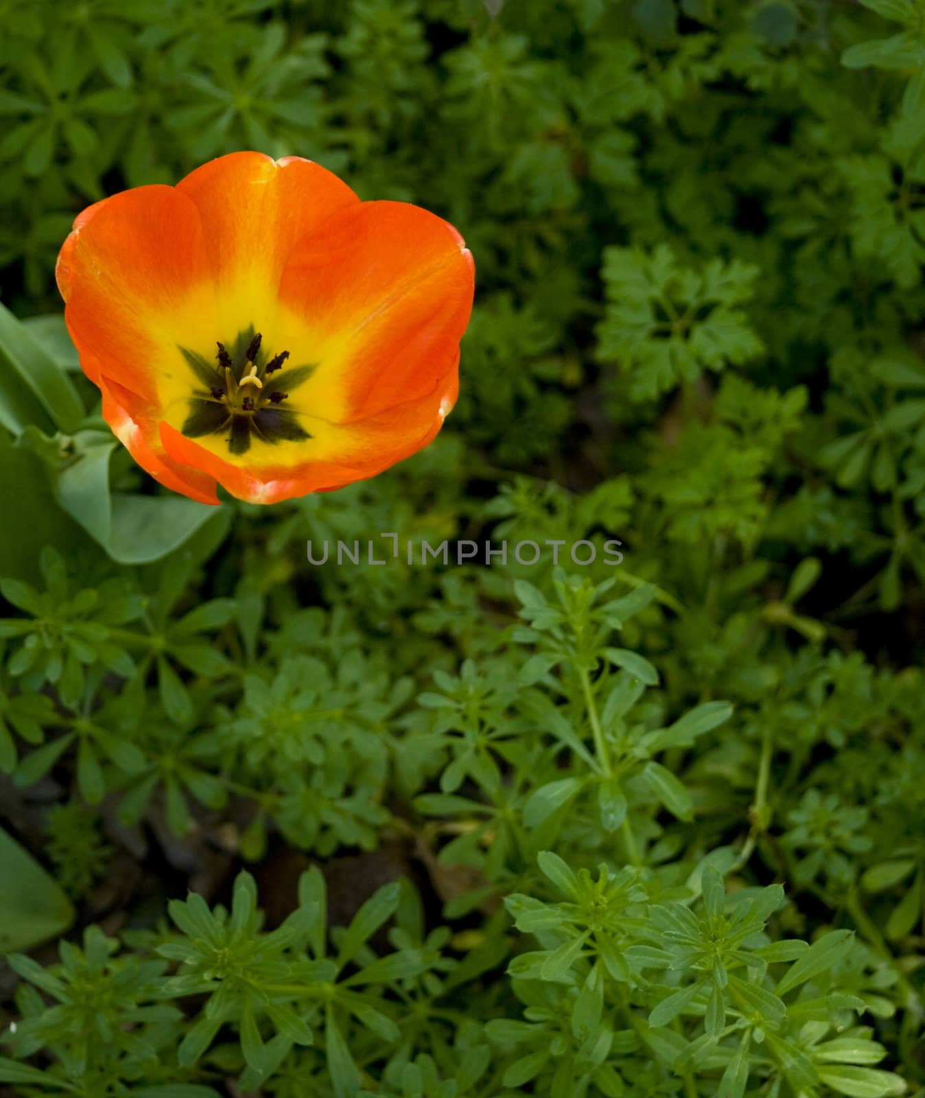 orange and yellow flower among green leaves
