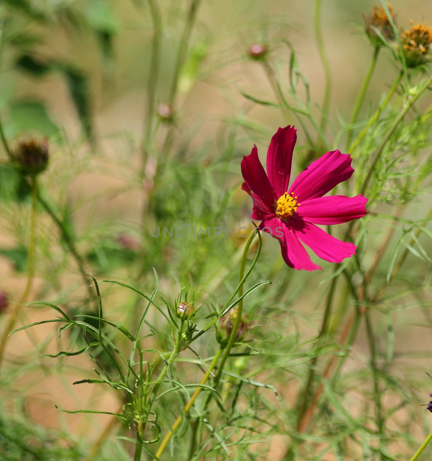 Cosmos blossom by Lessadar