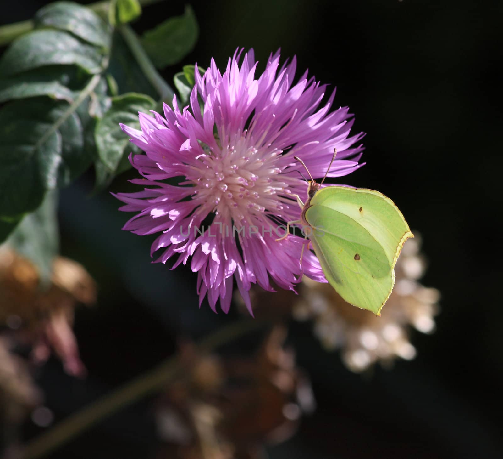 Close up of the Gonepteryx rhamni sitting on the cornflower