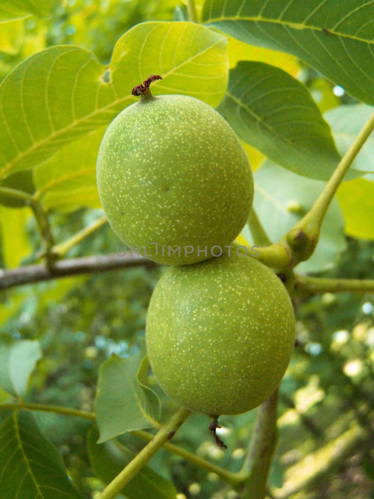 Close up of the two green walnuts