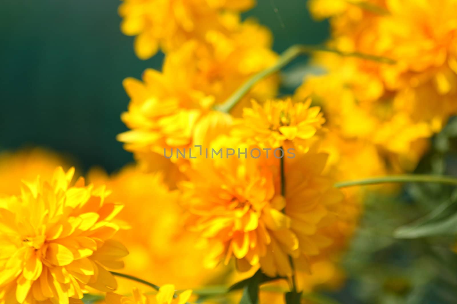 Yellow color of the rudbeckia. Golden ball.