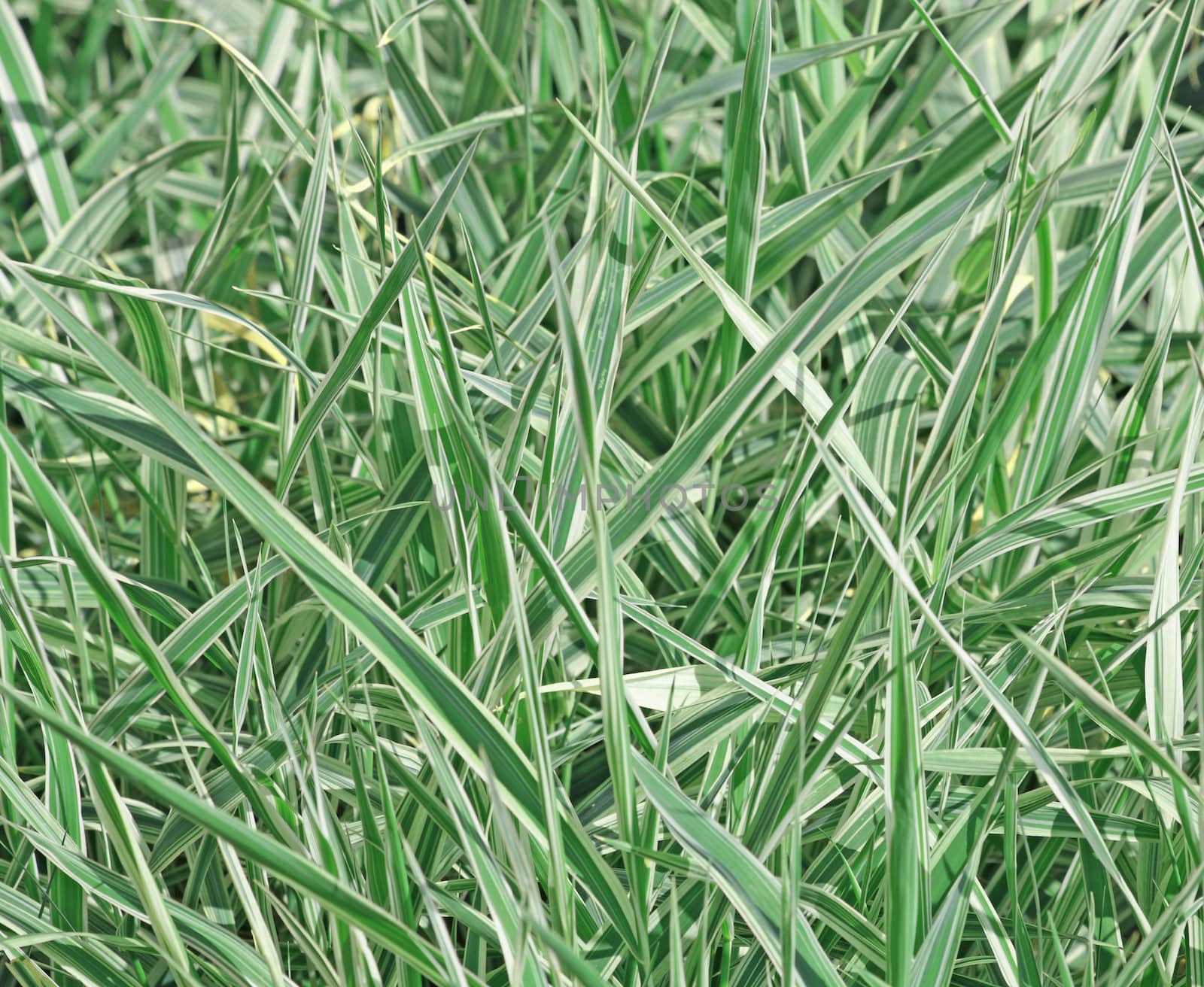 Close up of the chlorophytum for background