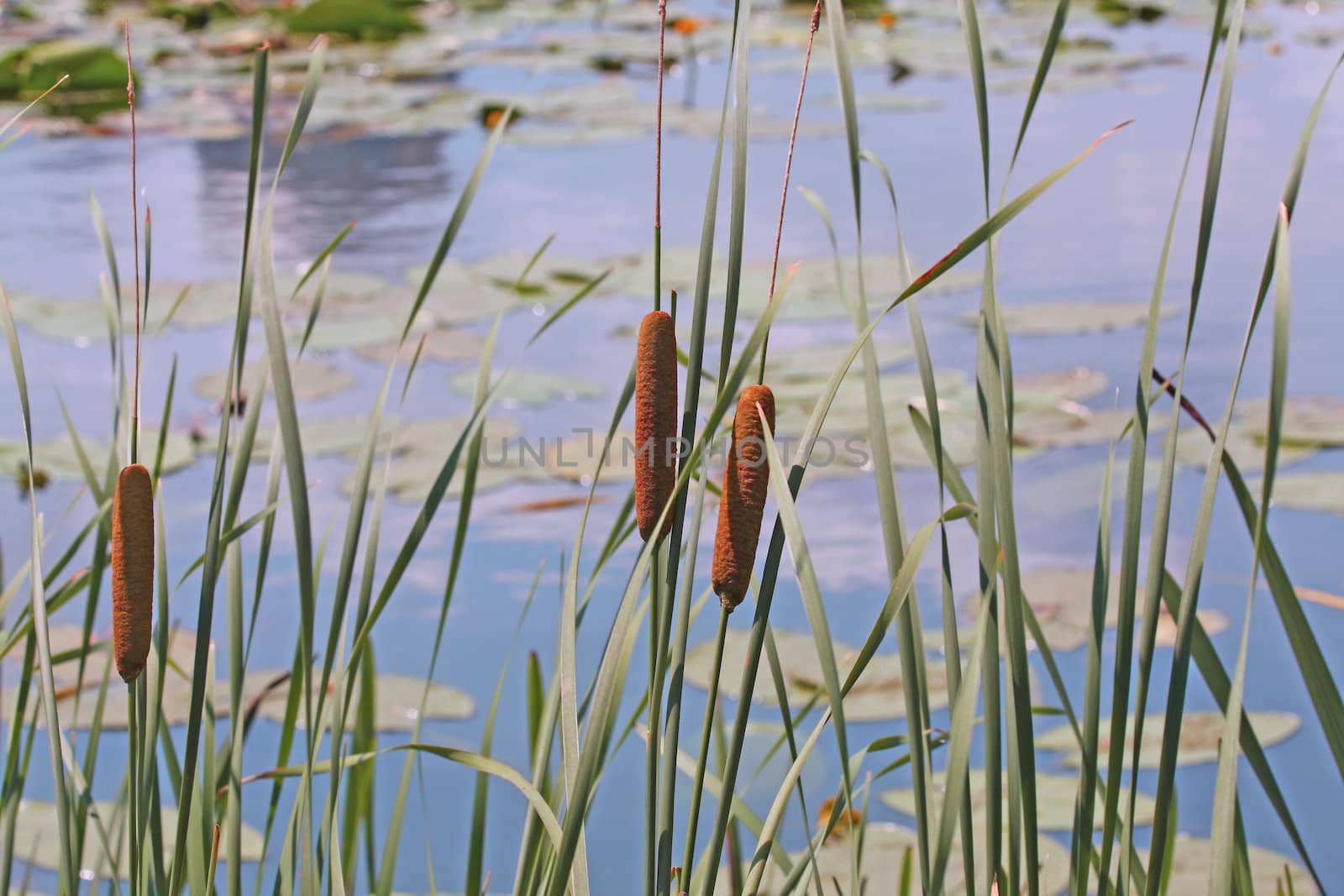 Cane growing in the river. Background.