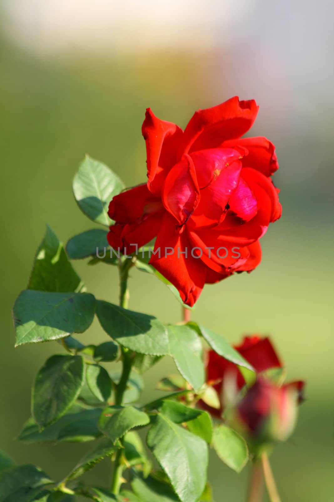 Close up of the scarlet rose blossom.