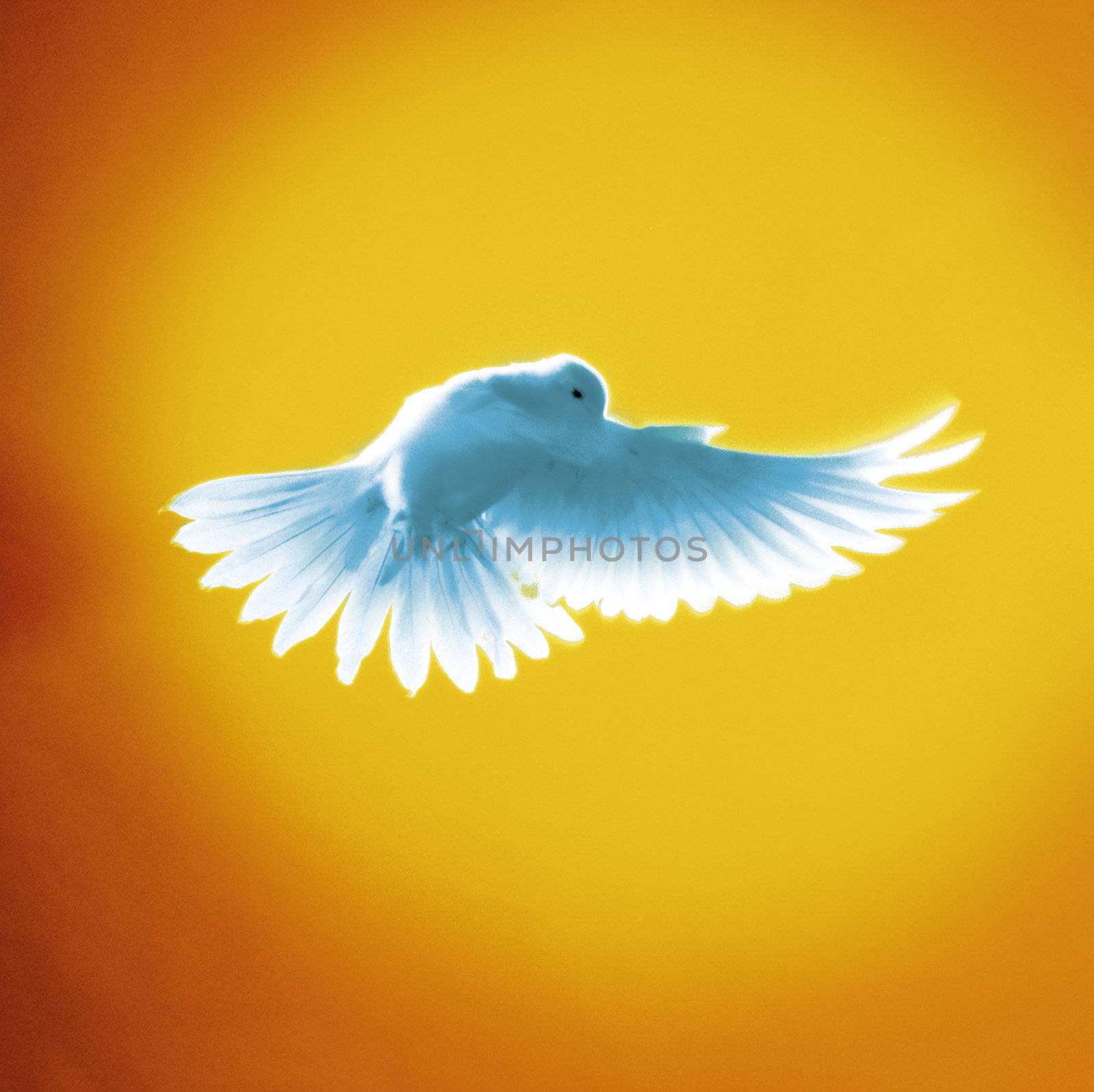 A white dove flying in front of a colored background.