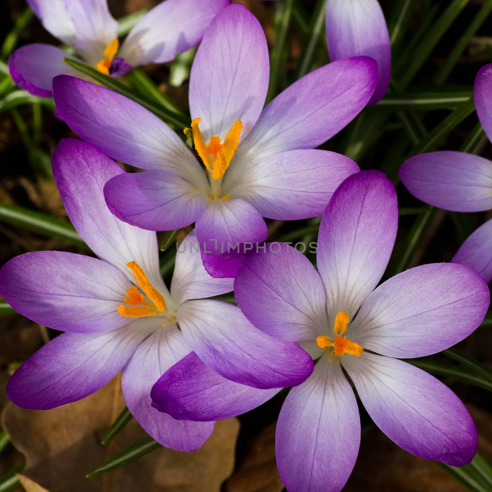 Group of beautiful blooming pink and white spring crocus in March