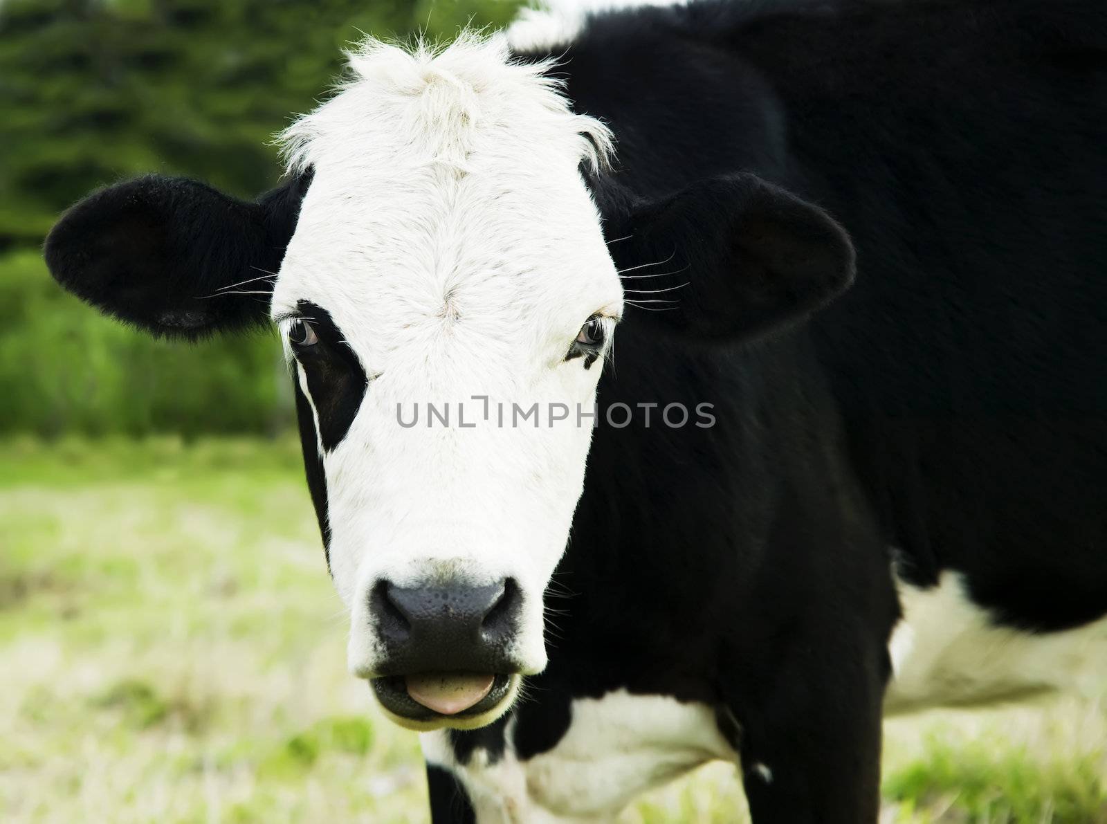 Close Up of Black and White Cow Face 