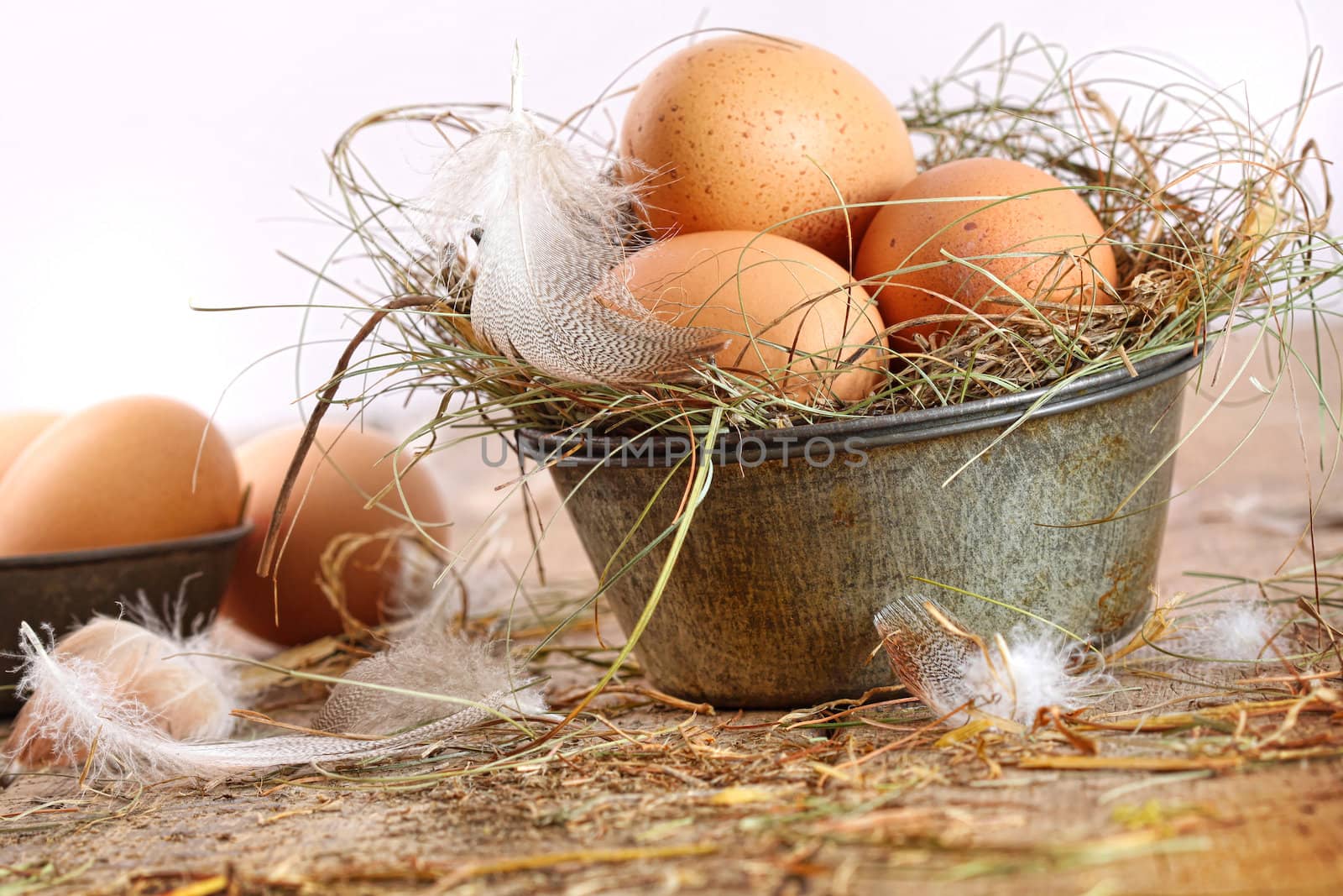 Brown eggs in old tin plate with feathers and straw