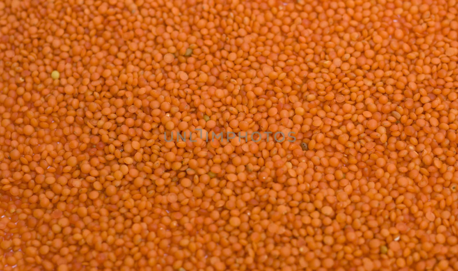 Background of red lentils