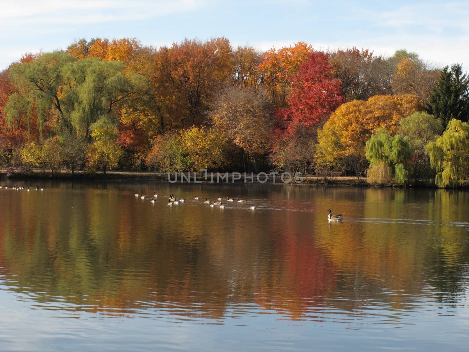 Fall Foliage and Pond by Ffooter
