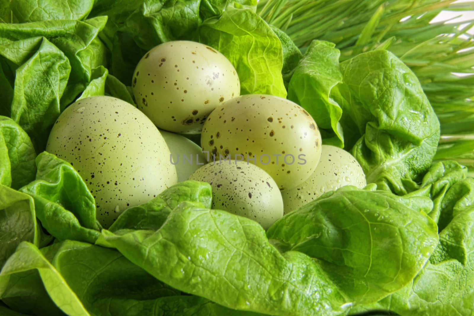 Green speckled easter eggs in lettuce leaves