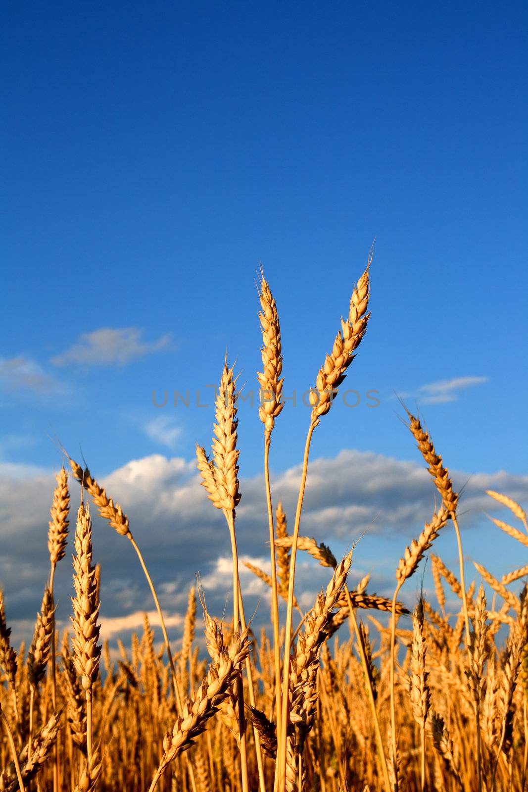 stems of the wheat in sunset light