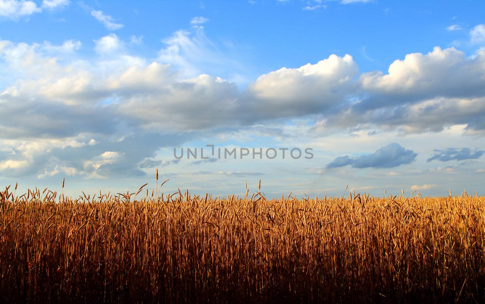 stems of the wheat in sunset light