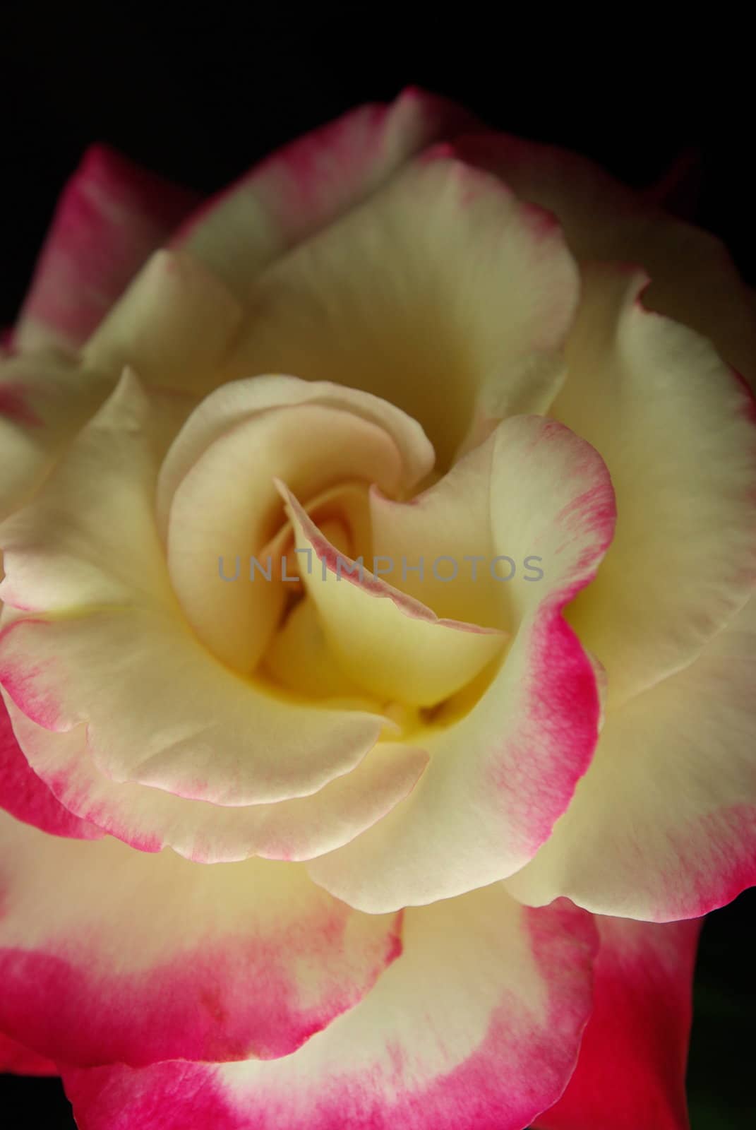 A pink and white Rose brightly lit at the front with darker lighting at the back