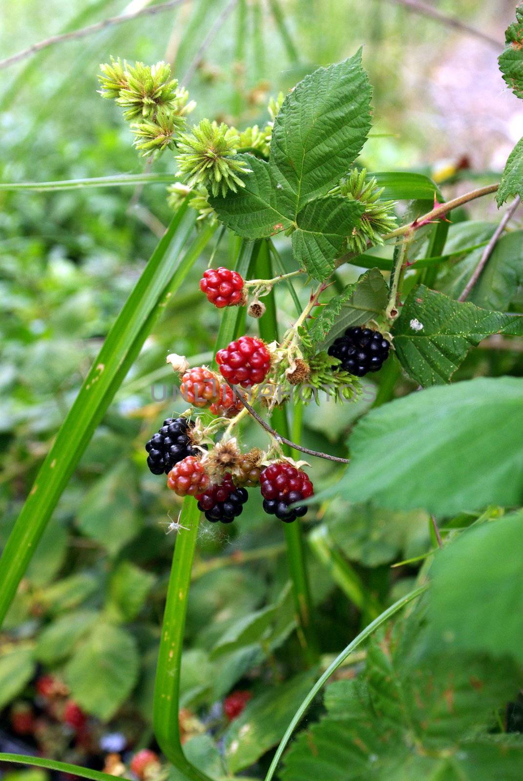 Wild blackberries in varying stages of ripening growing with other assorted plants