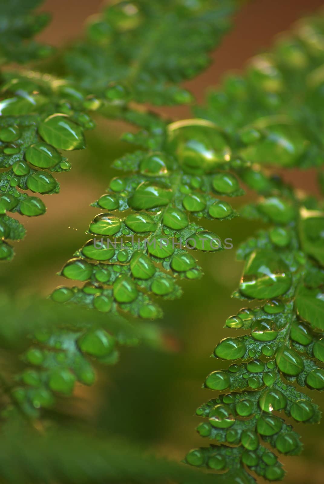 Water dropletts on a Fern leaf magnifying the finer details of the leaf.