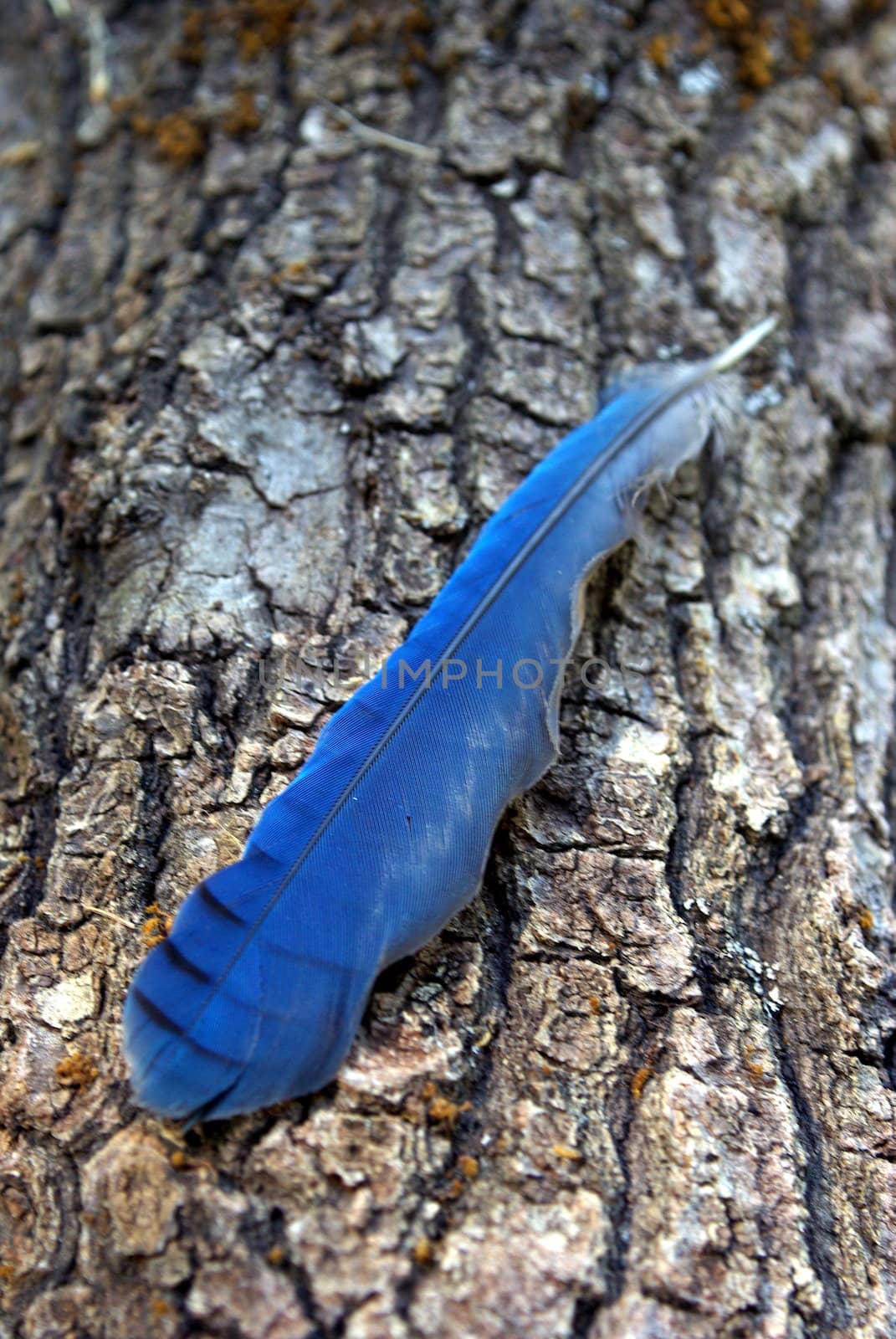 A California Stellar Jay feather laying on an Oak tree branch.