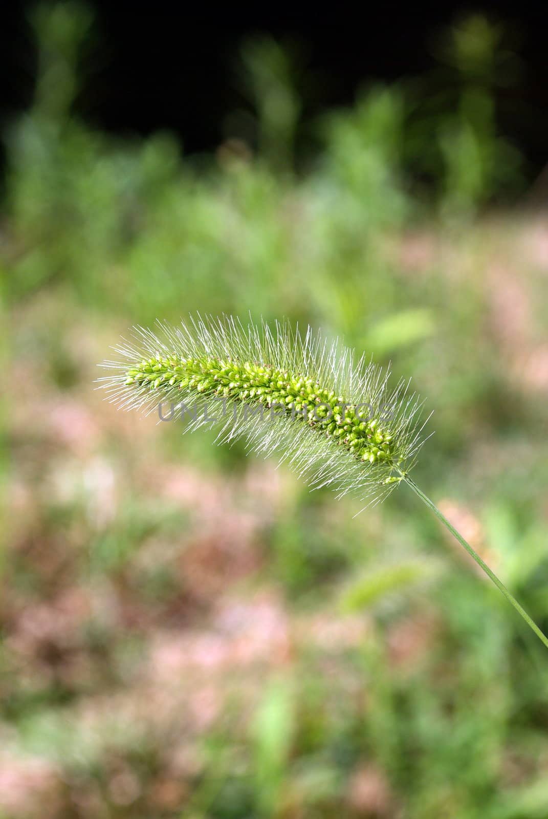 A long stem covered with ripe seeds ready to drop for next years spring renewal.