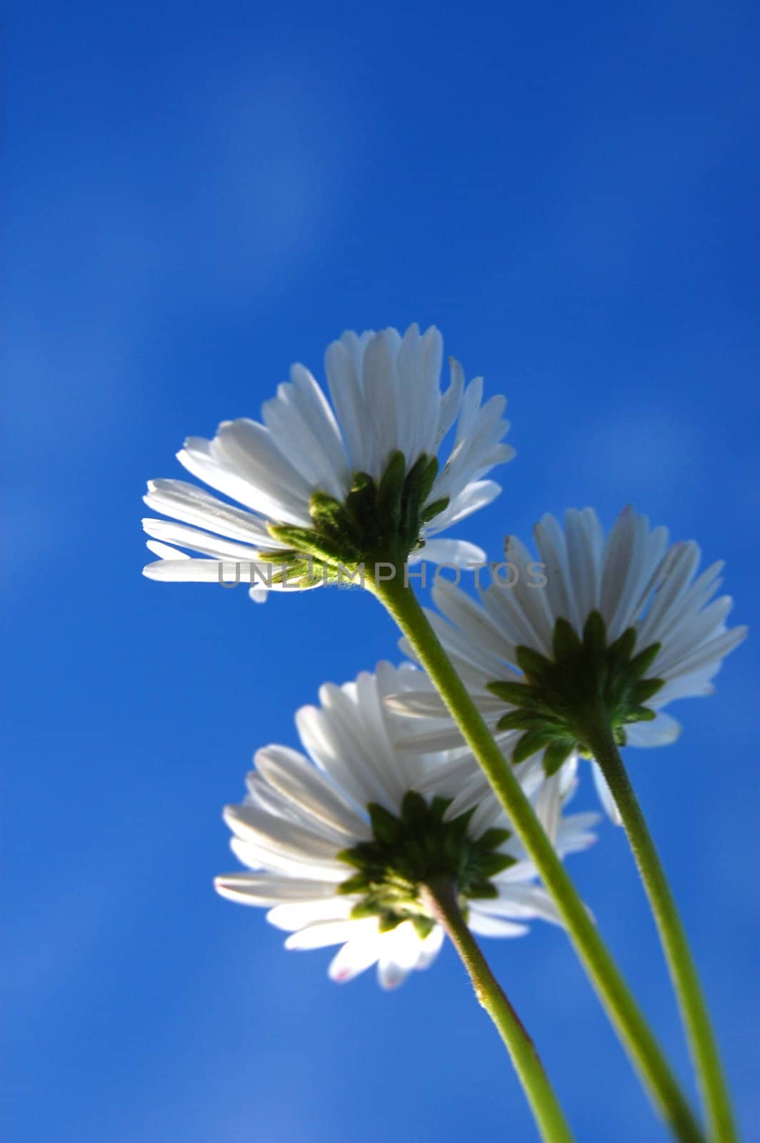 daisy under blue sky by gunnar3000