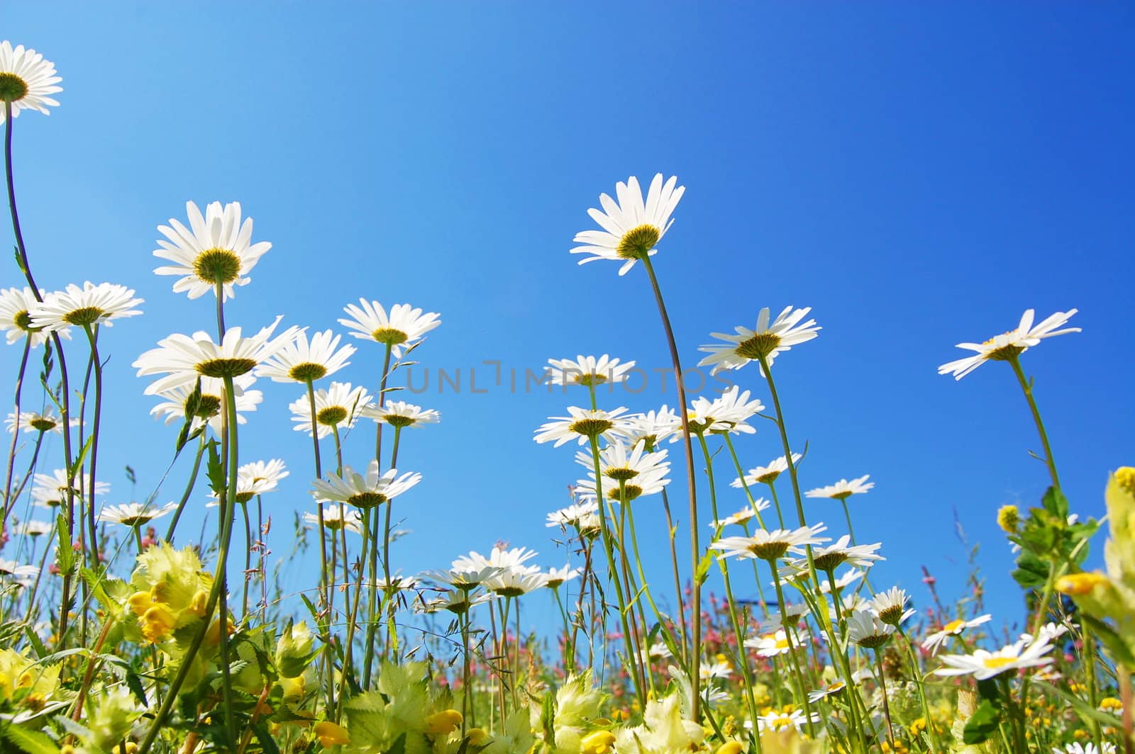 daisy flower in summer with blue sky