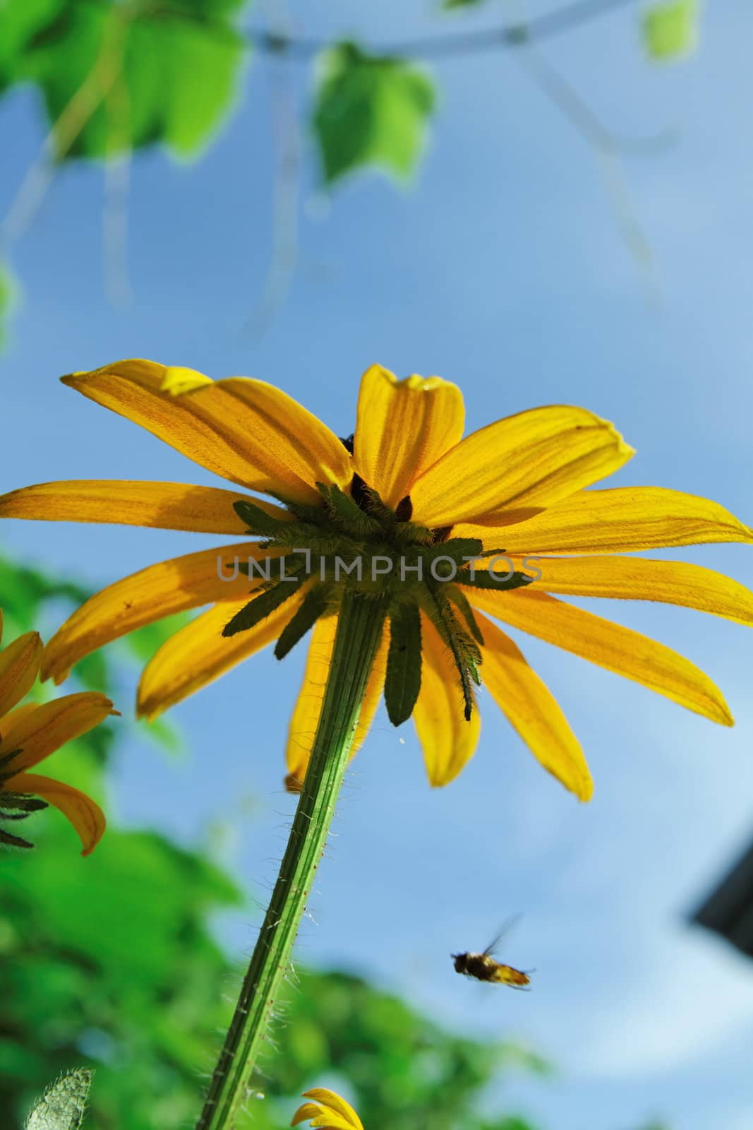 Bright shot of daisy flower from below