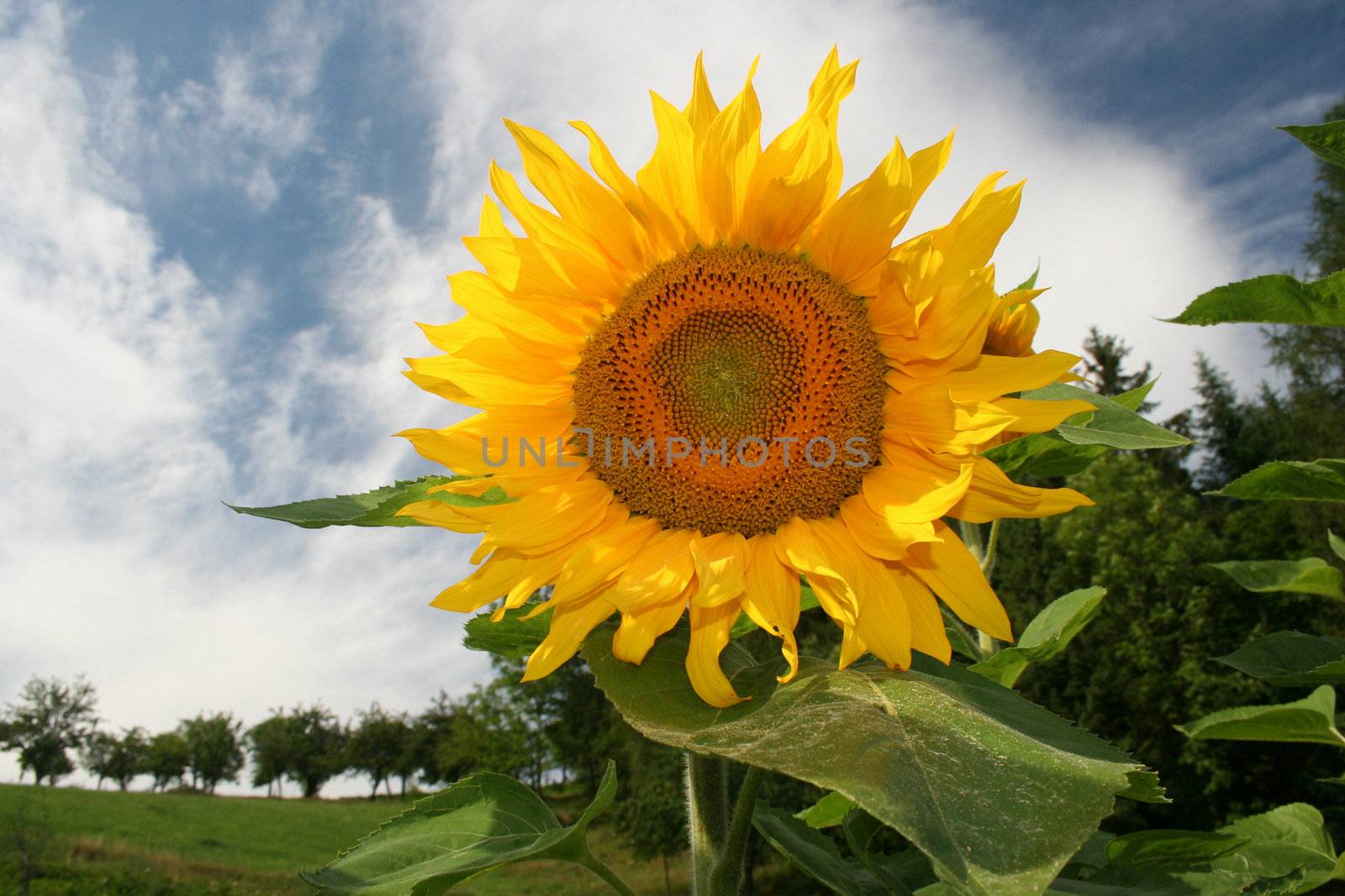 Pretty Sunflower by majeczka