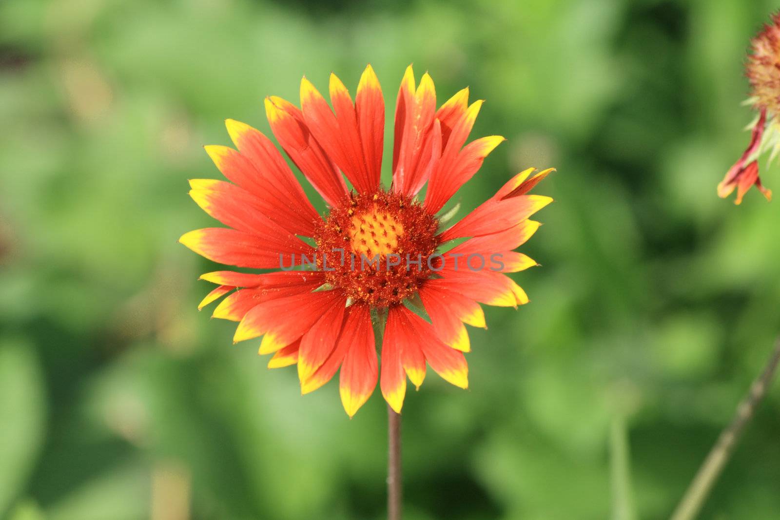 Close up of the gaillardia aristata Baby Cole