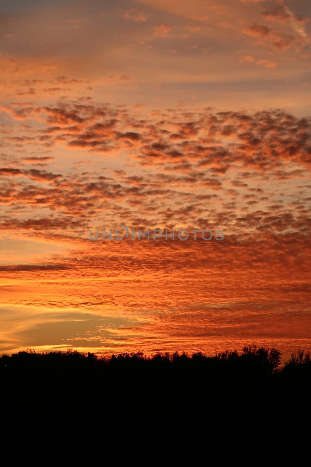 Trees silhouetted against the clouds reflecting the colors of sunset.