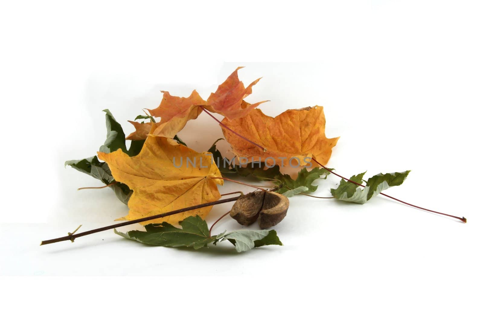 A pile of dried autumn leaves isolated on white.