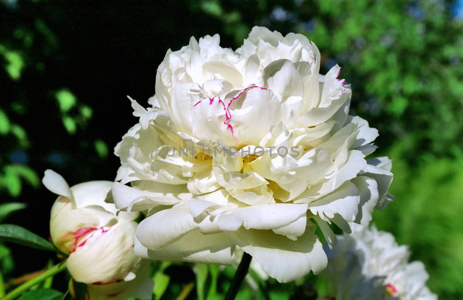 Flower of white peony in macro