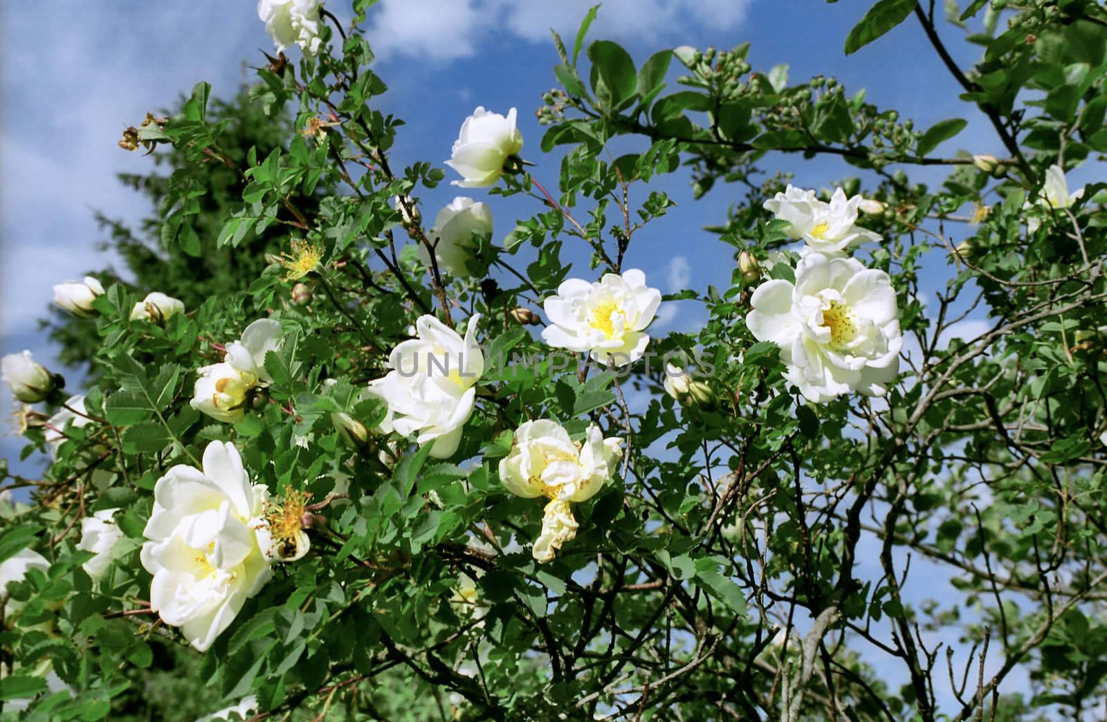 Wild white rose by mulden