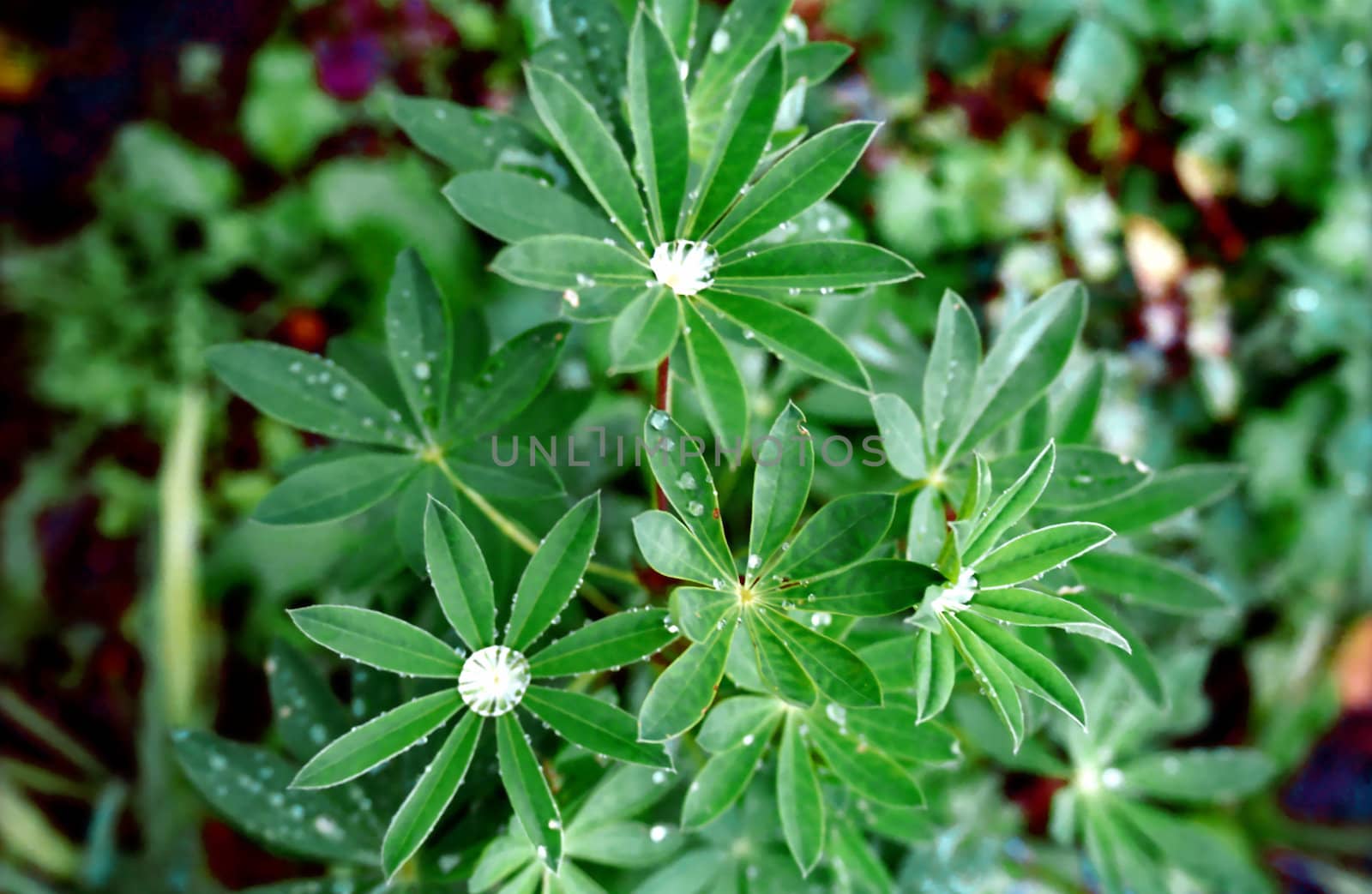 Drops of morning dew on the leaves