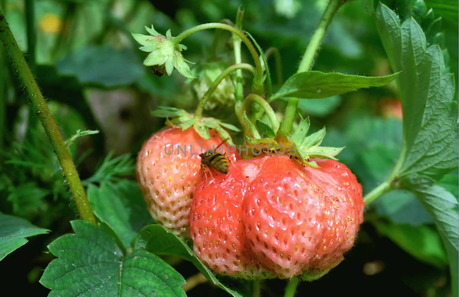 Wasp on strawberry in macro 