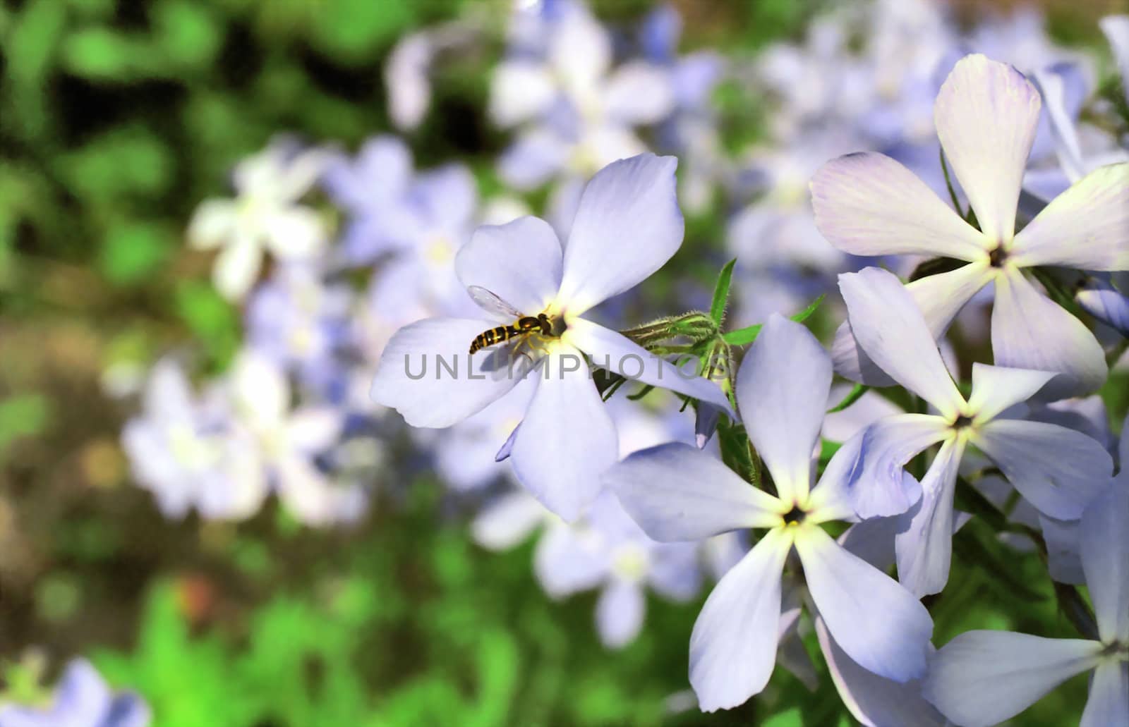 Tender flowers of lilaceous viola with a fly