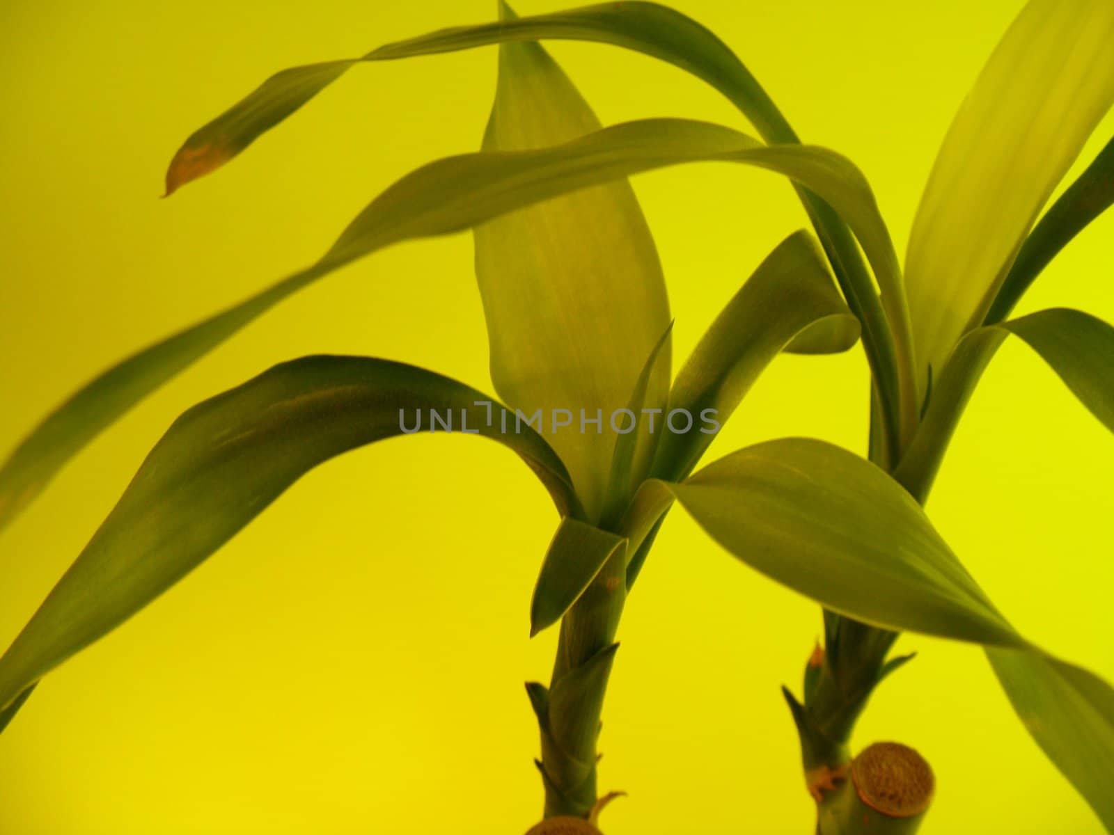 bamboo plant by hayaship