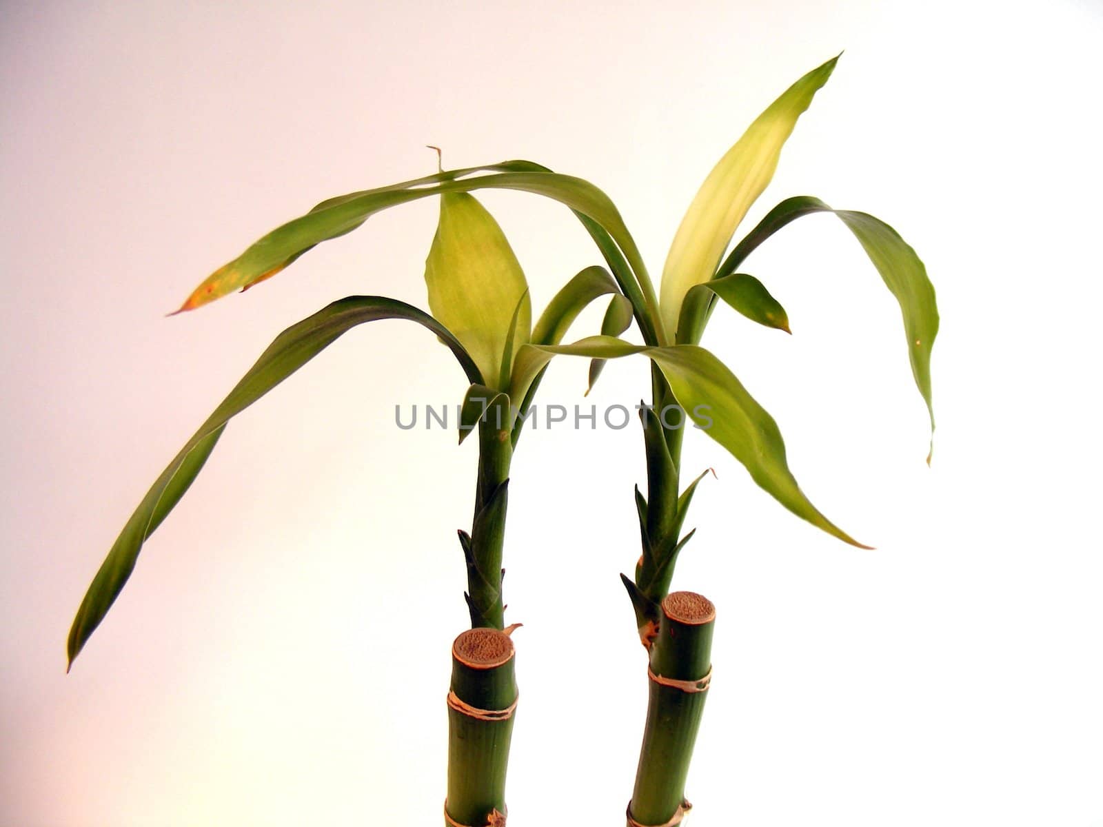 bamboo plant by hayaship